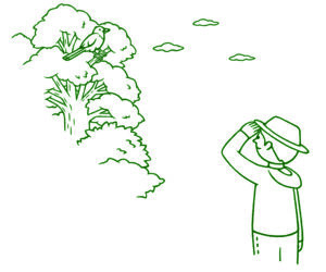 奄美大島世界遺産センター 展示室案内板イラスト