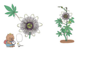 ほんとうはびっくりな植物図鑑イラスト ページ抜粋