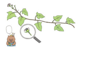 ほんとうはびっくりな植物図鑑イラスト ページ抜粋