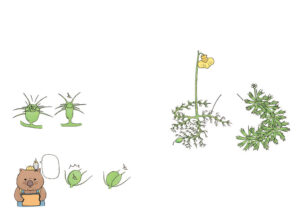ほんとうはびっくりな植物図鑑イラスト ページ抜粋