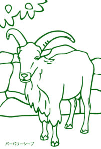 パンダペーパー製ぬりえ絵はがき