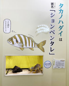 「サンシャイン水族館×高橋書店『ざんねんないきもの事典』シリーズ ざんねんないきもの展2」