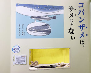 「サンシャイン水族館×高橋書店『ざんねんないきもの事典』シリーズ ざんねんないきもの展2」