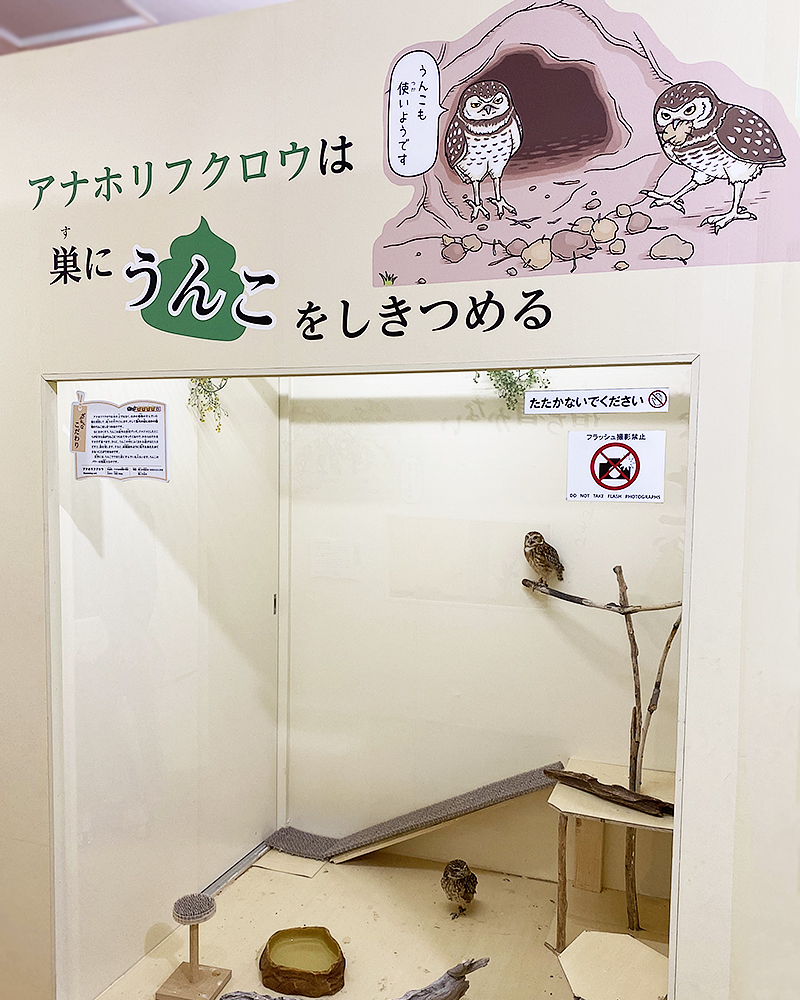 「サンシャイン水族館×高橋書店『ざんねんないきもの事典』シリーズ ざんねんないきもの展2」